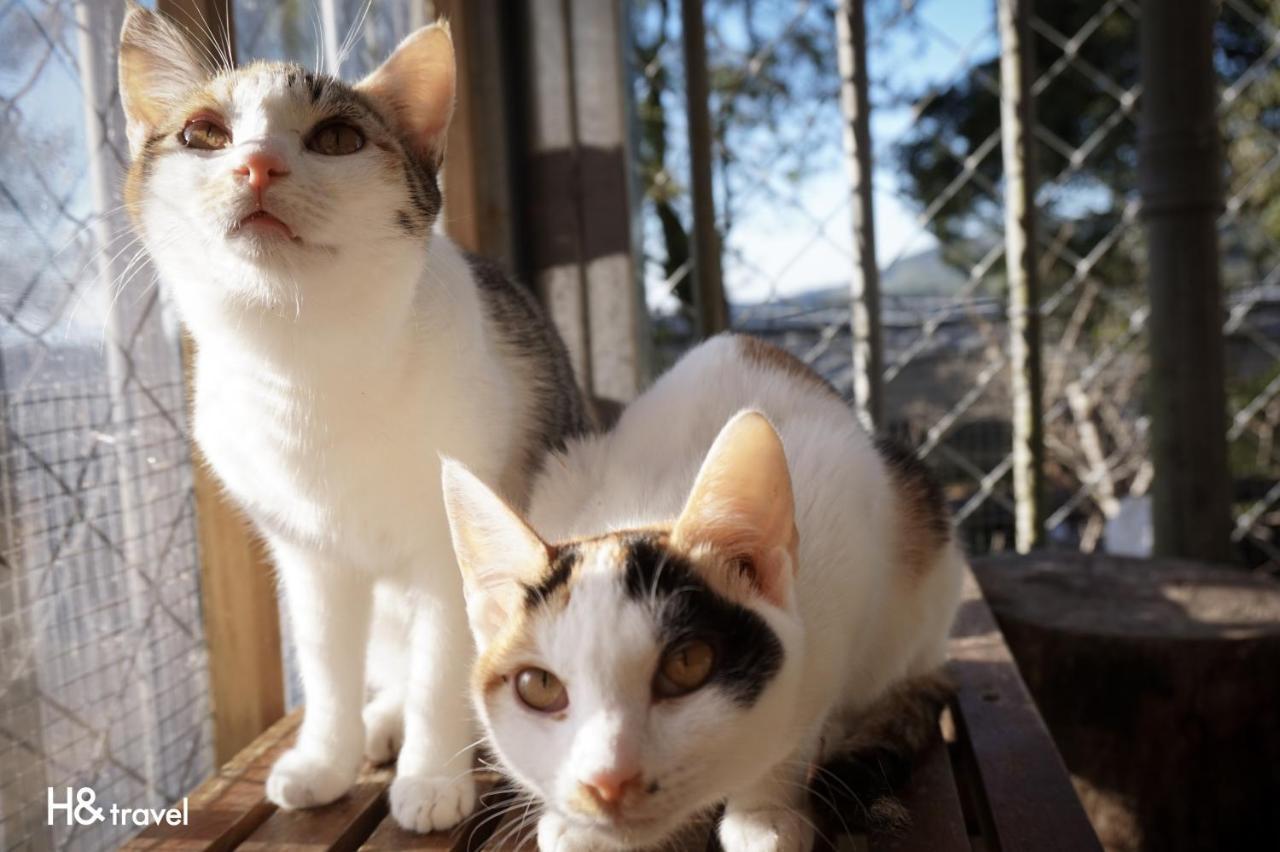 Alishan Sunrise B&B Fanlu エクステリア 写真