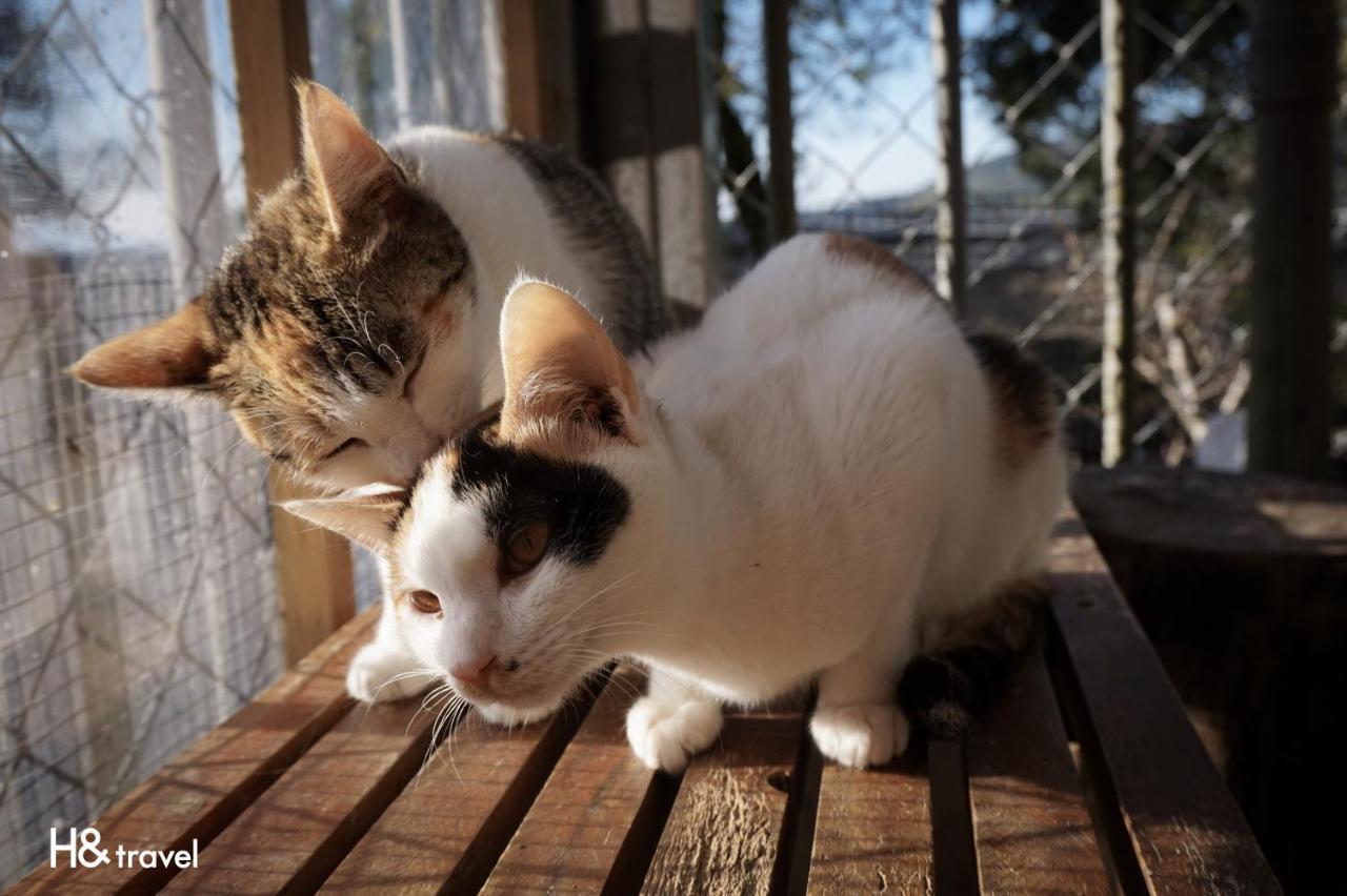 Alishan Sunrise B&B Fanlu エクステリア 写真